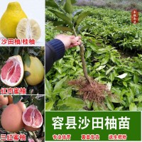 廣西容縣沙田柚苗 嫁接苗 紅肉蜜柚三紅蜜柚果樹苗