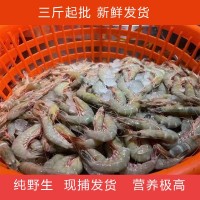 舟山東海鮮活滑皮蝦青殼活劍蝦漁船現(xiàn)捕現(xiàn)發(fā)當季海鮮紅蝦批發(fā)送禮