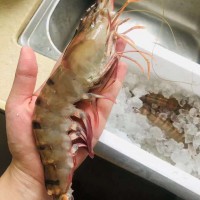 大量供應(yīng)鮮活肥美草蝦