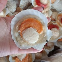 半殼夏貽貝 扇貝 冷凍扇貝