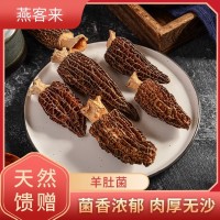 羊肚菌新鮮剪腳云南香格里拉特產(chǎn)干貨滋補品火鍋煲湯料廠家批發(fā)