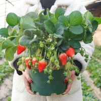 盆栽四季草莓苗食用紅顏草莓苗當(dāng)年結(jié)果 陽(yáng)臺(tái)帶盆南北方種植
