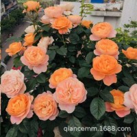 歐月月季花盆栽花卉植物四季開花灌木樹苗綠植果汁陽臺(tái)玫瑰花小苗