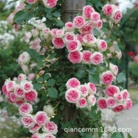藤本月季花苗批發(fā) 爬藤月季拱門龍沙寶石盆栽 多花薔薇當(dāng)年開花