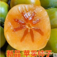 新品種嫁接柿子樹苗特大蘋果柿子樹苗果樹苗當(dāng)年結(jié)果北方種植盆栽