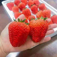 脫毒草莓苗基地 批發(fā)紅顏 奶油草莓苗 妙香草莓苗