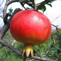 庭院盆景石榴苗 石榴四季翠葉石榴果樹盆景石榴盆栽 石榴盆景