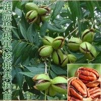 嫁接核桃苗批發(fā) 核桃樹苗薄皮盆栽地栽 南北方種植庭院果樹苗