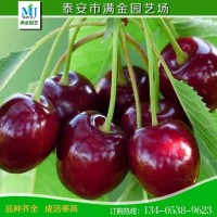 櫻桃樹苗 早大果櫻桃苗產(chǎn)量高 成熟早 提供種植技術(shù) 大櫻桃苗