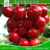 現(xiàn)貨出售櫻桃樹苗 批發(fā)直供果大核小櫻桃苗 桃樹石榴柿子李子