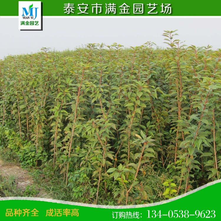 櫻桃22