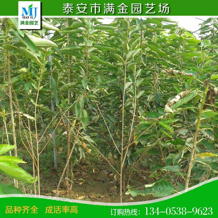 yingtao