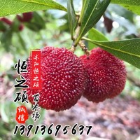 果樹苗木基地 楊梅苗 嫁接苗 東魁楊梅 當年結(jié)果