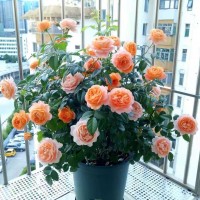 月季花花卉果汁陽臺玫瑰花苗天方夜譚灌木盆栽四季花卉濃香歐月