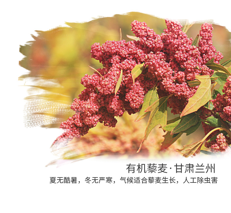 有機(jī)黃金藜麥五谷粉_05