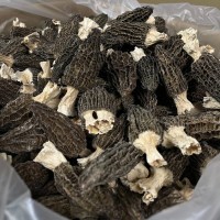 云南頭茬頭期剪腳短柄細紋厚肉250g酒店餐飲菌菇煲湯食材干羊肚菌