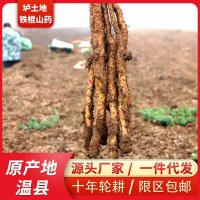 鐵棍山藥河南焦作壚土鐵棍山藥產(chǎn)地批發(fā)非淮山藥一件代發(fā)懷 山藥