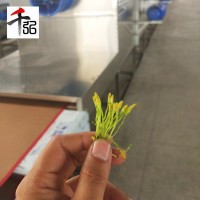 廠家供應(yīng)微波爐殺青機(jī)抑制菌工業(yè)微波爐隧道式金銀花微波烘干機(jī)