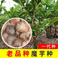老品種黑桿魔芋一代云南高產魔芋種120粒種籽脫水消毒種球