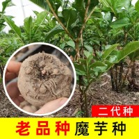 云南老品種黑桿魔芋種子精品二代脫水消毒種球