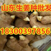 山東生姜種子 小黃姜種 紅芽姜種 竹根姜種 品種齊全 畝產高