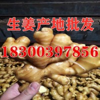山東生姜批發(fā) 生姜種子 姜種批發(fā) 大黃姜小黃姜市場價格