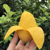 海南小臺(tái)農(nóng)芒果新鮮小臺(tái)芒現(xiàn)摘大果9斤當(dāng)季熱帶水果小甜心芒代發(fā)
