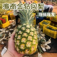 海南金鉆鳳梨17號(hào)新鮮現(xiàn)摘大果禮盒無眼菠蘿水果產(chǎn)地直供一件代發(fā)