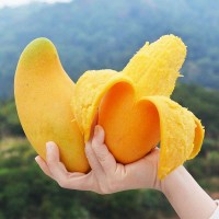 海南金煌芒果高山老樹果大果禮盒新鮮甜心芒產(chǎn)地直發(fā)現(xiàn)摘9斤香甜0