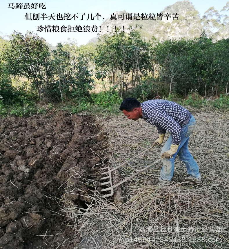 馬蹄詳情_02