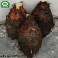 蔬菜芋頭廣西荔浦芋頭批發(fā)芋頭甜品店酒店專供