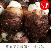 廣西荔浦新鮮大芋頭正宗現(xiàn)挖粉糯香芋5斤檳榔芋艿紫藤毛芋5斤包郵
