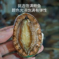 廠家直供3_12 鮑魚批發(fā) 福建東山帶殼活凍大鮑魚餐飲酒店食材供應