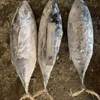 現(xiàn)貨批發(fā)冷凍黃鰭金槍魚 整條黃鰭大目金槍魚 罐頭原料