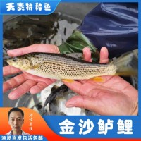 天貴水產(chǎn)魚(yú)苗養(yǎng)殖豹紋魚(yú)苗金沙鱸鯉漁場(chǎng)直發(fā)各種規(guī)格批發(fā)包活