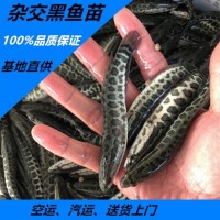 雜交黑魚(yú)苗批發(fā) 生魚(yú)苗 黑魚(yú)烏魚(yú)苗活體批發(fā)13826203296