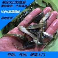 大量供應(yīng)批發(fā)淡水雜交大口鯰魚(yú)魚(yú)苗2須鯰魚(yú)苗價(jià)格實(shí)惠