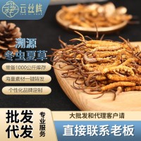 云絲棧品牌溯源冬蟲(chóng)夏草 西藏那曲蟲(chóng)草凍干蟲(chóng)草認(rèn)證 招商加盟代發(fā)