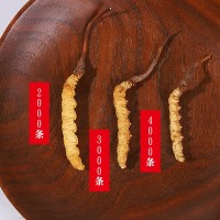 冬蟲夏草批發(fā)蟲草批發(fā)藏區(qū)蟲草無(wú)斷條冬蟲夏草西藏挑選蟲草