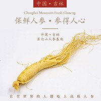 長白山新鮮人參批發(fā)廠家直銷東北土特產保鮮參煲湯火鍋地攤泡酒參