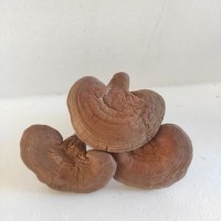 長白山靈芝東北特產赤靈芝椴木靈芝一件代發(fā)泡酒送禮吉林直發(fā)