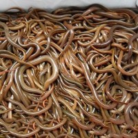 【產地熱銷】正大九號黃鱔苗 花鱔苗 大量現貨 價格優(yōu)惠