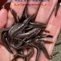 廠家直銷中華刺鰍魚苗 辣稚魚苗活體供應(yīng) 全國(guó)發(fā)貨