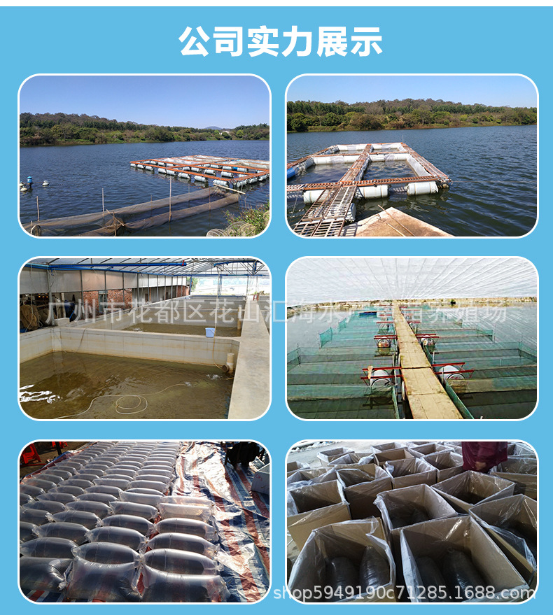 澳洲寶石鱸_07