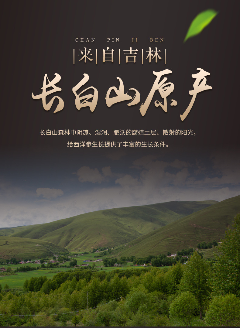 人參粉_04