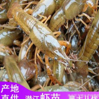 批發(fā)蝦苗優(yōu)質(zhì)大青蝦苗批發(fā)價(jià)格優(yōu)惠蝦苗養(yǎng)殖技術(shù)