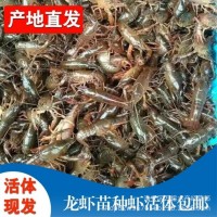 全國發(fā)貨優(yōu)質(zhì)小龍蝦 龍蝦苗如何養(yǎng)殖 龍蝦苗哪種好