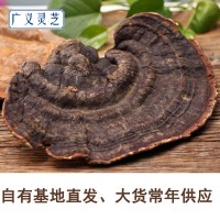 野生無(wú)柄赤芝 靈芝批發(fā) 紅緣層孔菌 可切片 2噸現(xiàn)貨 產(chǎn)地直銷(xiāo)