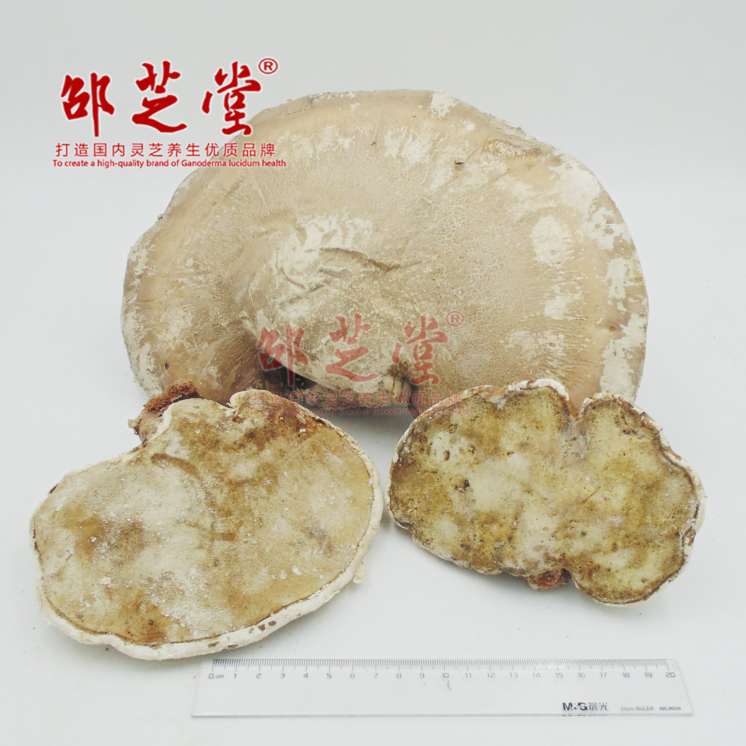 白靈芝3