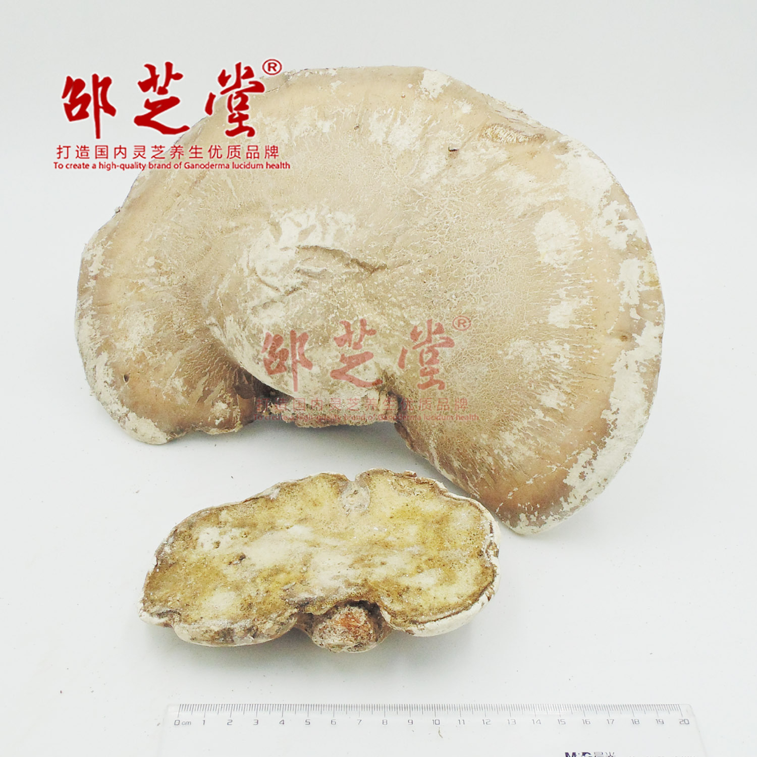 白靈芝4